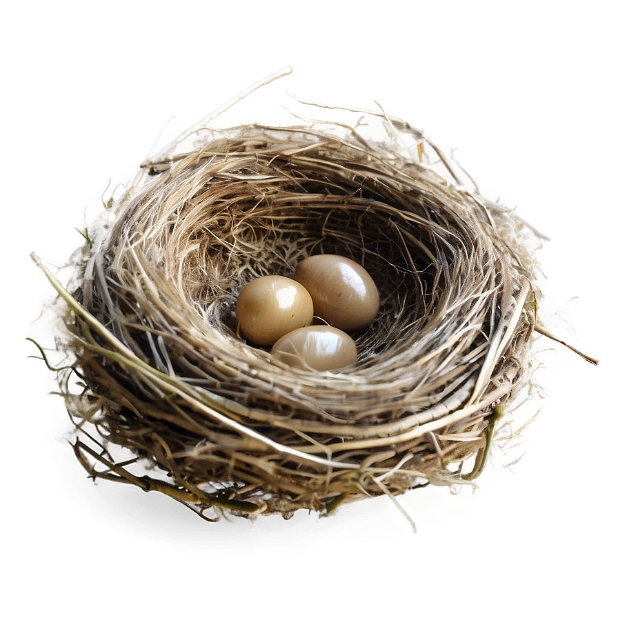 Bird Nest With Feathers Png 10 PNG Image