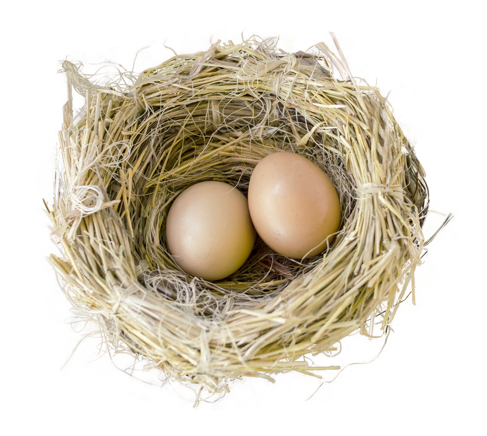 Bird Nestwith Two Eggs PNG Image