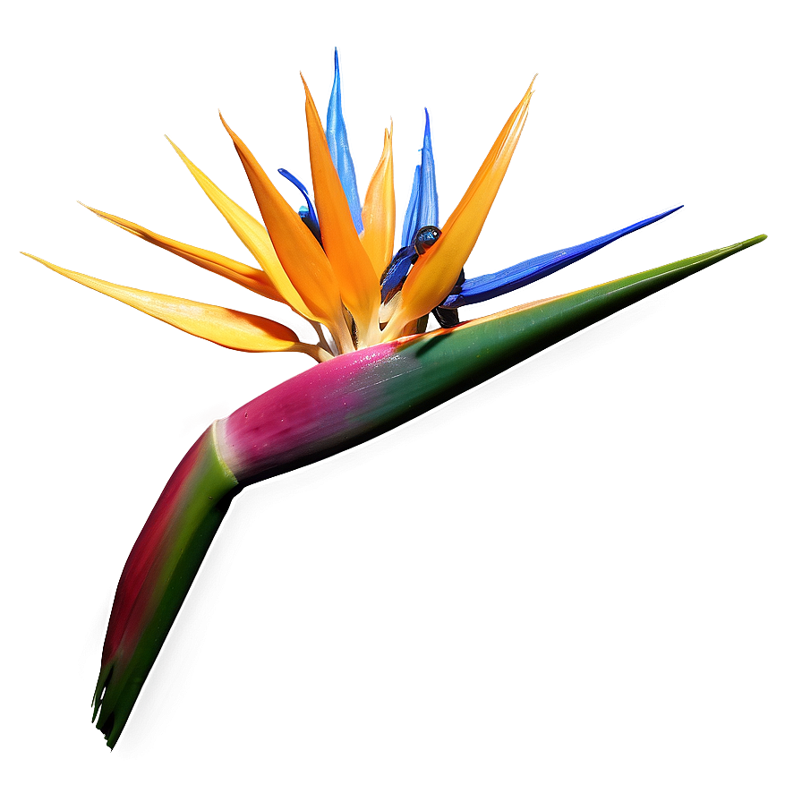 Bird Of Paradise 3d Render Png 66 PNG Image