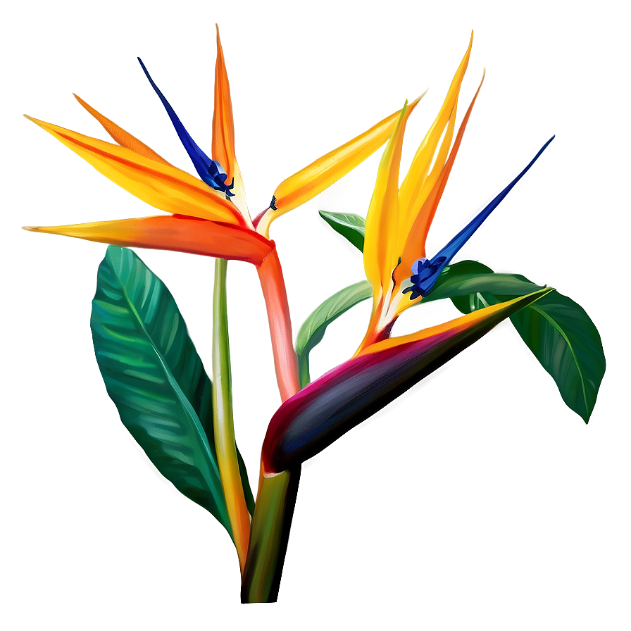 Bird Of Paradise Botanical Print Png Qtx55 PNG Image