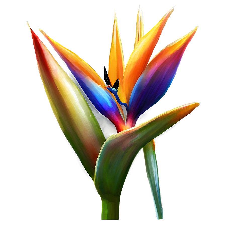 Bird Of Paradise Flower Png 06212024 PNG Image