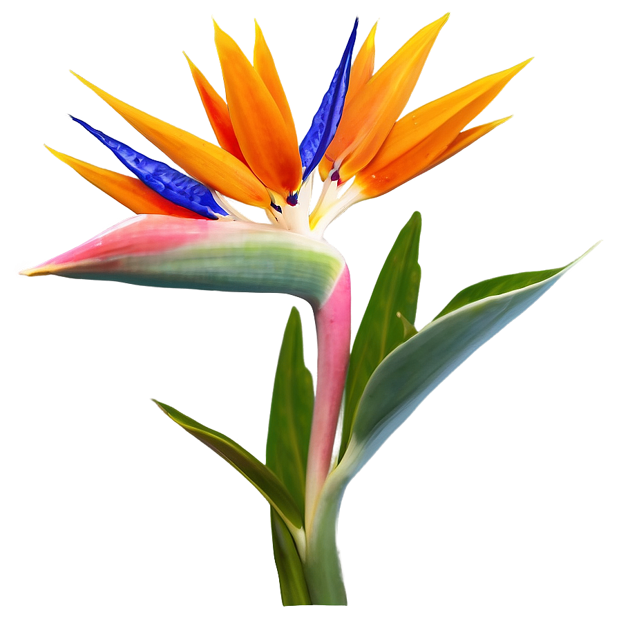 Bird Of Paradise Flower Png 18 PNG Image