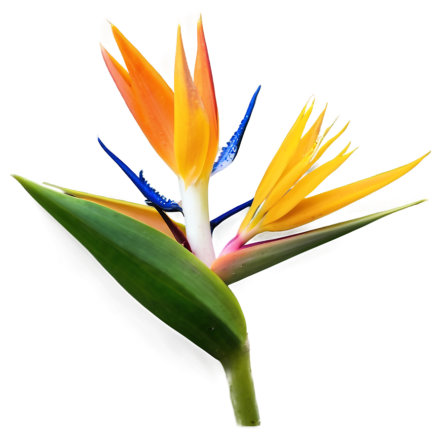 Bird Of Paradise In Bloom Png Lvf PNG Image