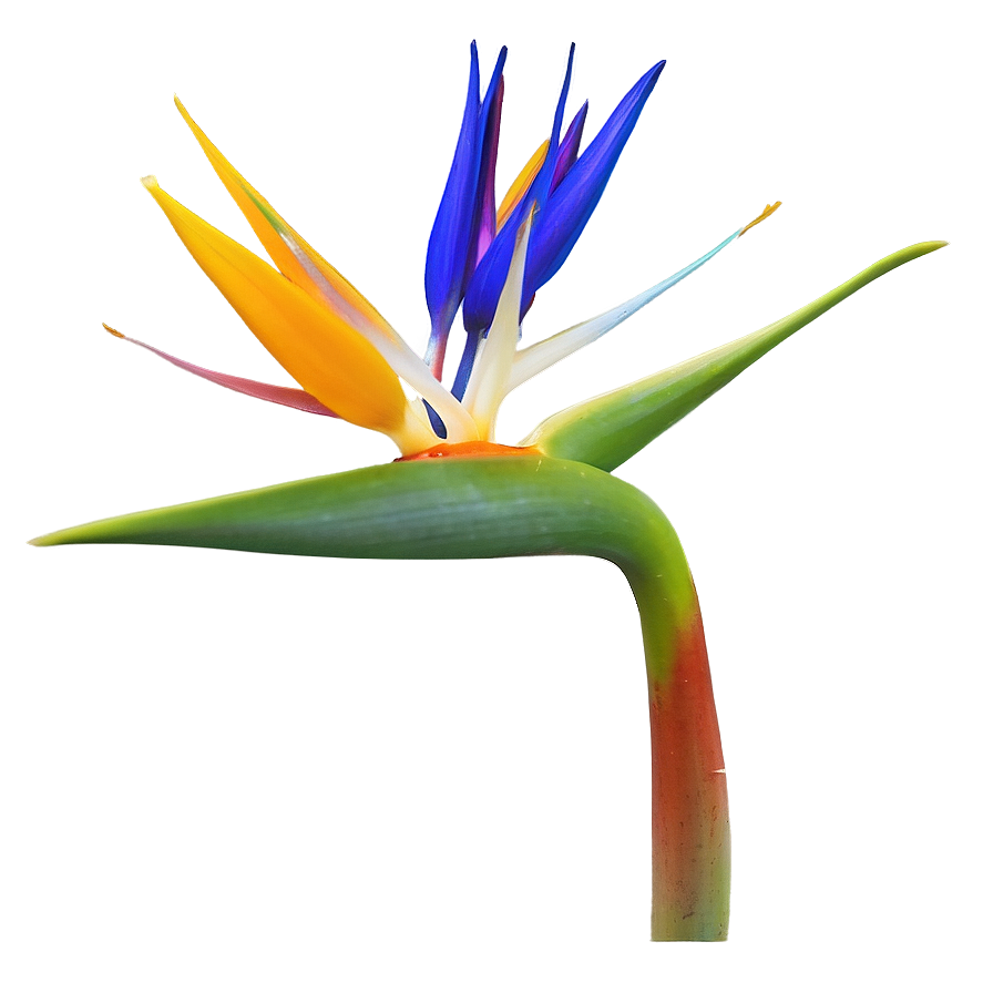 Bird Of Paradise In Bloom Png Uji10 PNG Image