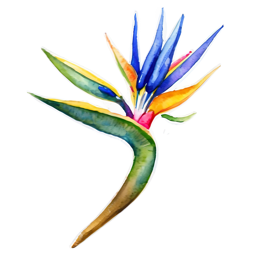 Bird Of Paradise Watercolor Png 06212024 PNG Image