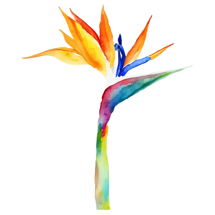 Bird Of Paradise Watercolor Png 25 PNG Image