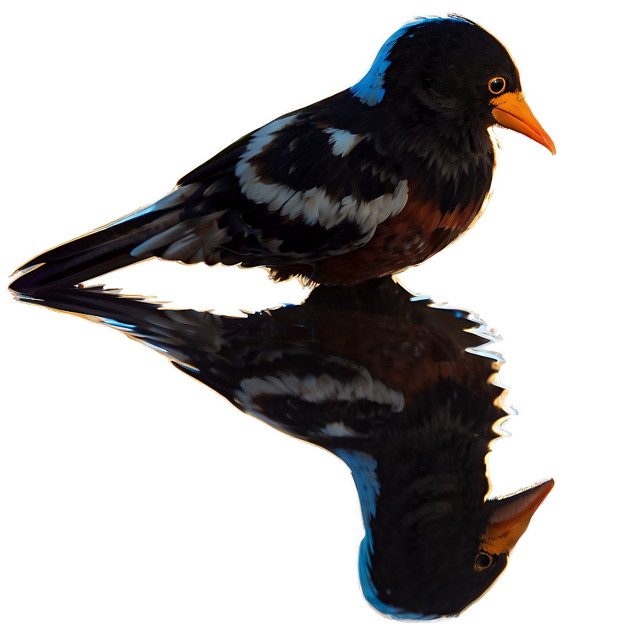 Bird Reflection Png Mox PNG Image