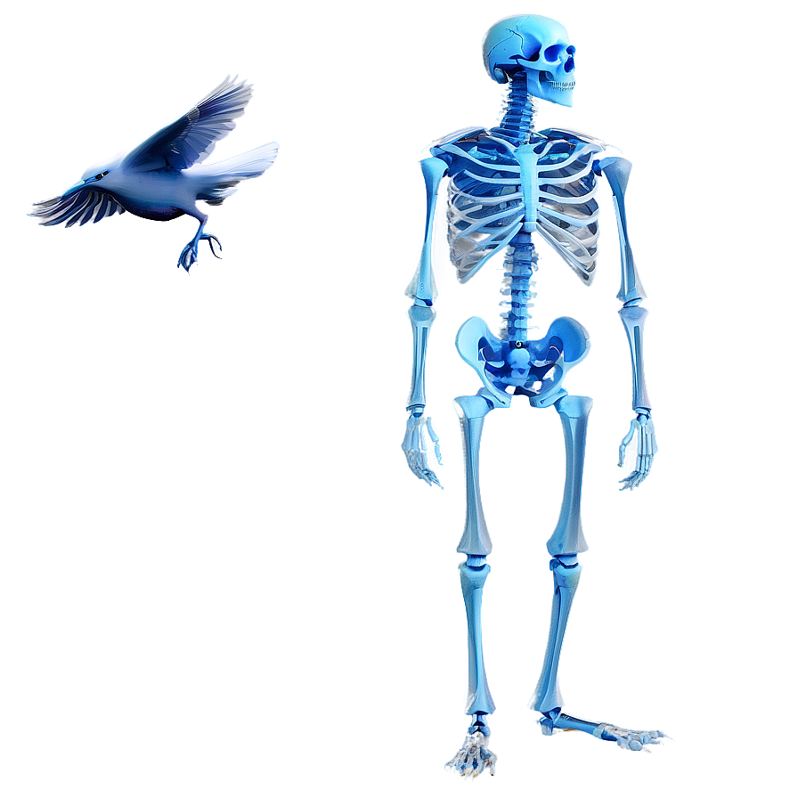 Bird Skeleton Png Dws8 PNG Image