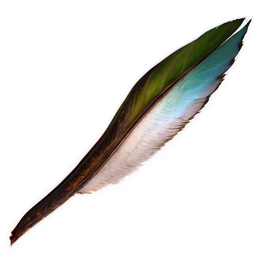 Bird Tail Png 37 PNG Image