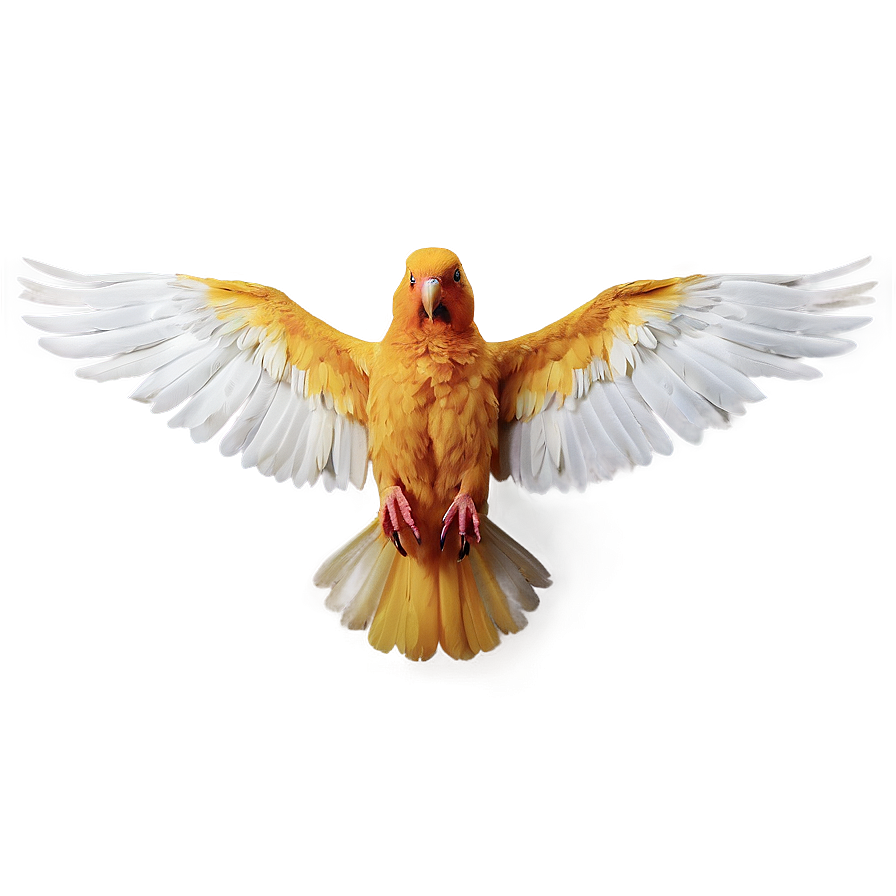 Bird Wings Spread Png Amp50 PNG Image