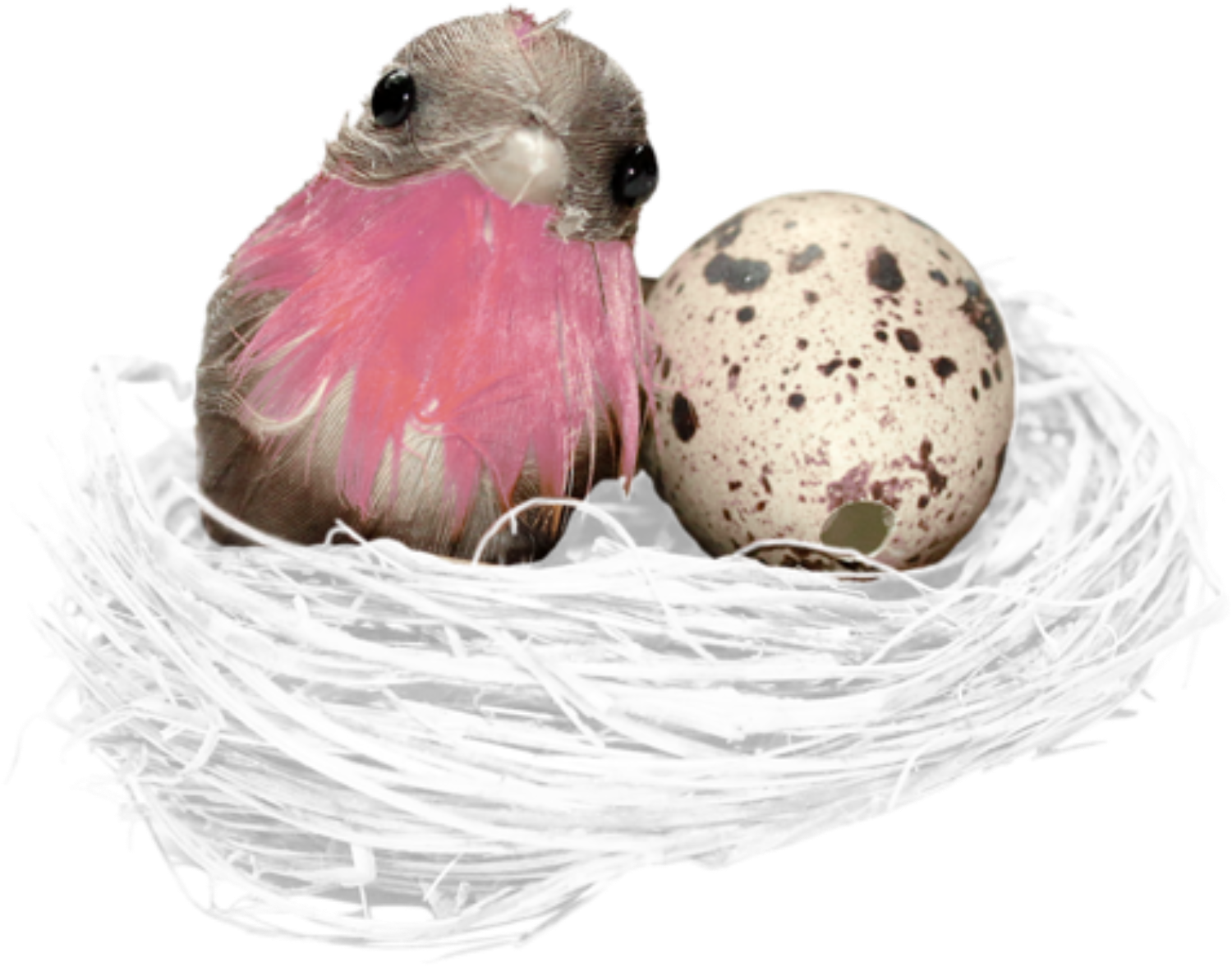 Birdand Eggin Nest PNG Image