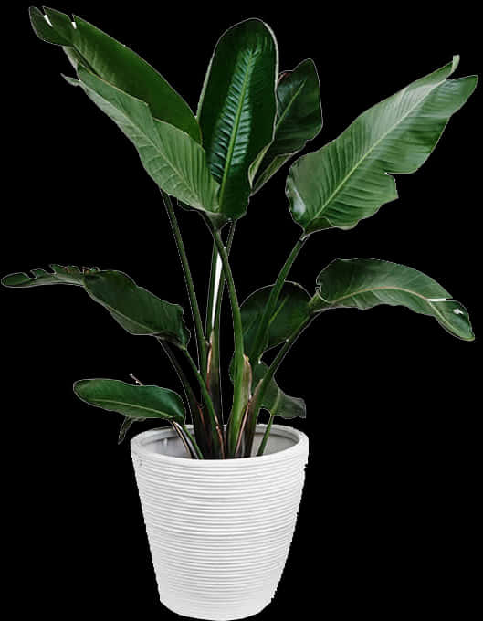 Birdof Paradise Plantin White Pot PNG Image