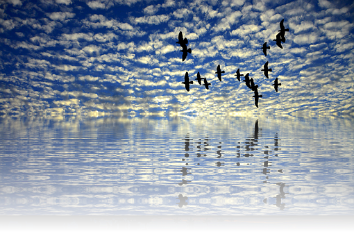 Birds_ Flying_ Over_ Calm_ Sea_at_ Sunset PNG Image