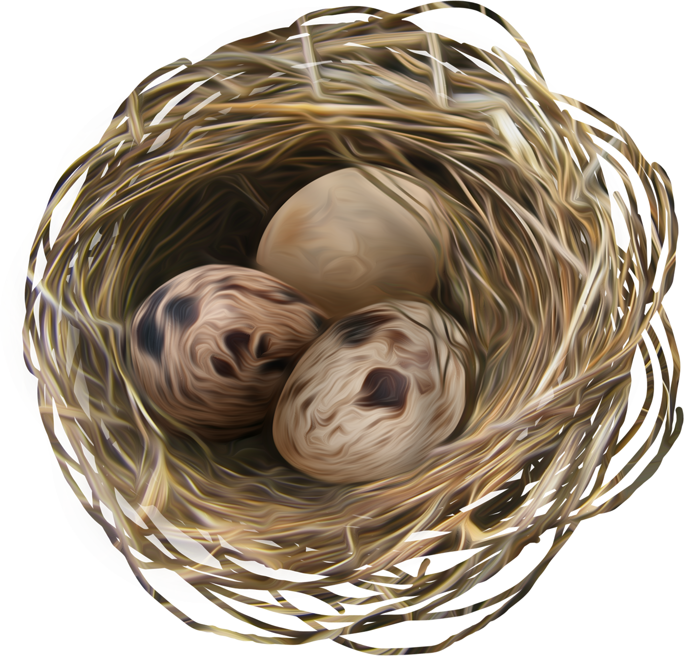 Birds Nestwith Eggs PNG Image