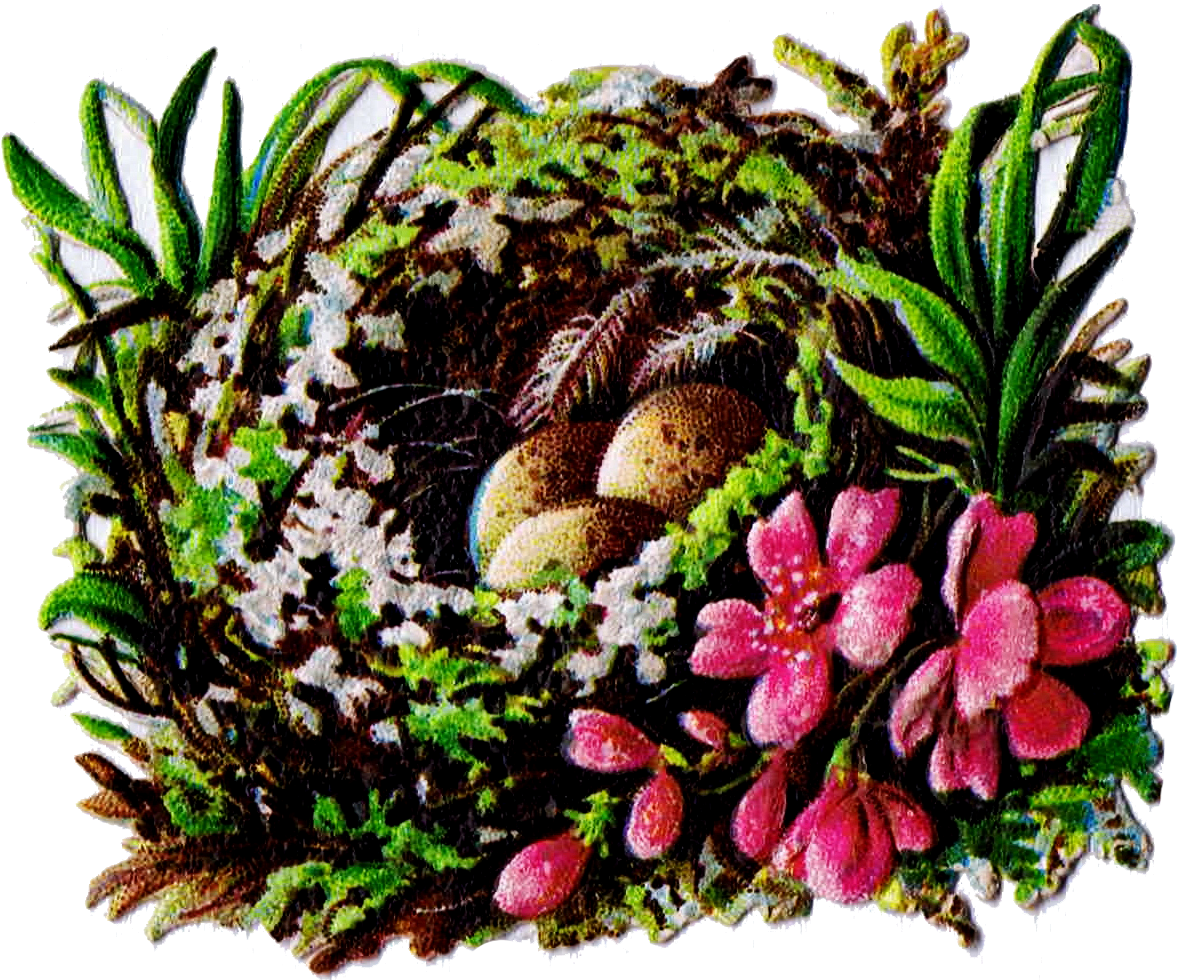 Birds Nestwith Eggsand Flowers PNG Image