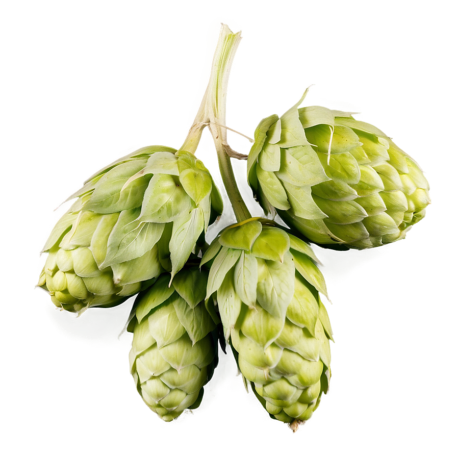 Bitter Hops Variety Png 21 PNG Image