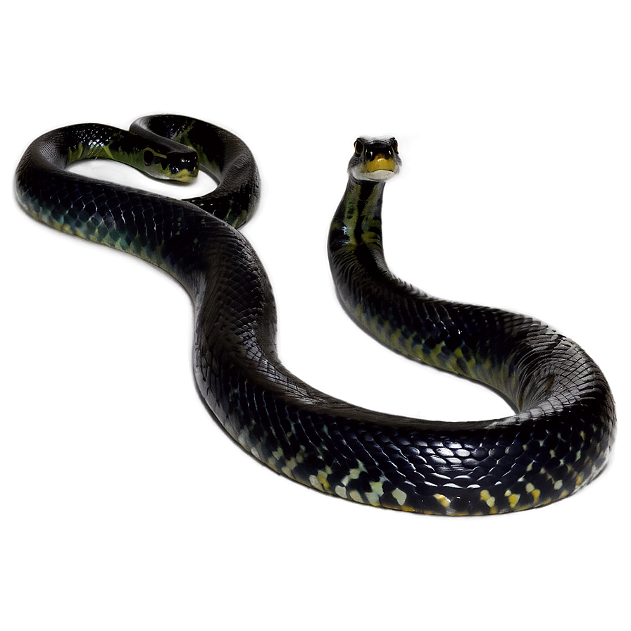 Black Anaconda Snake Png App PNG Image