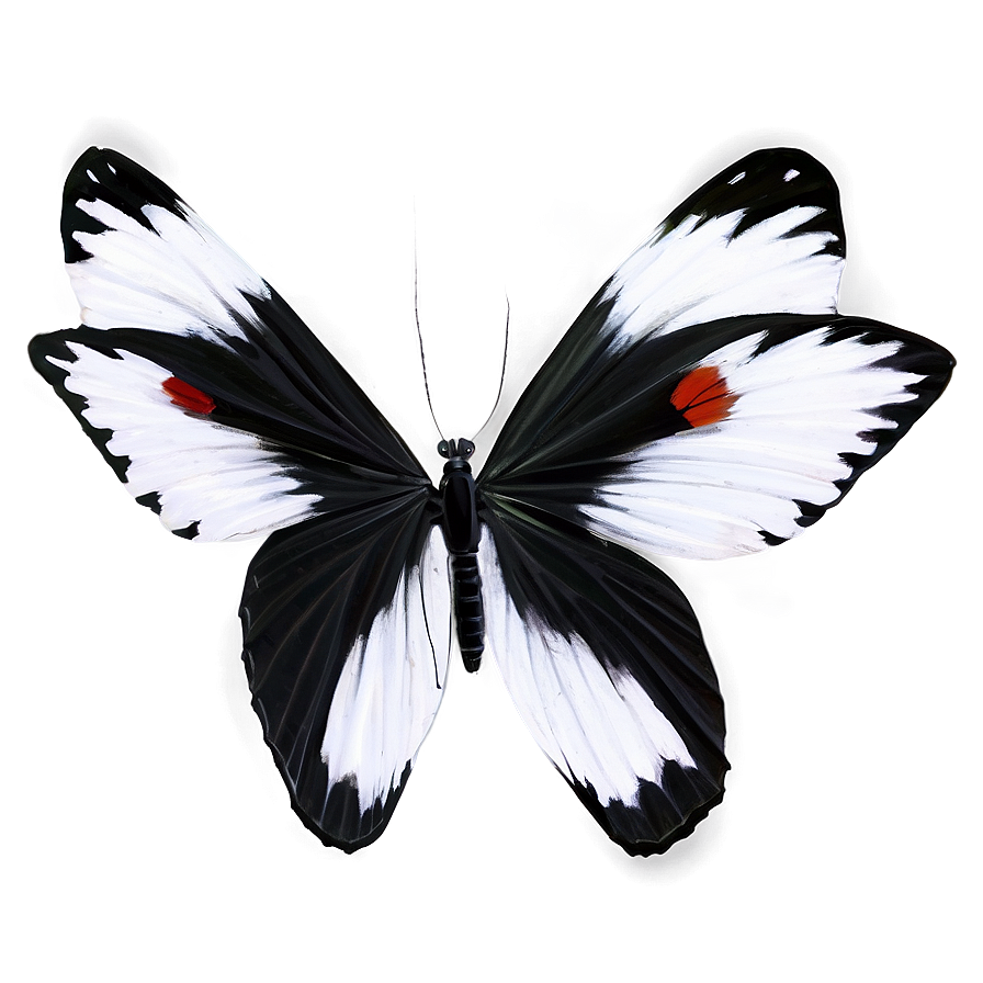 Black And White Butterflies Png Acl PNG Image