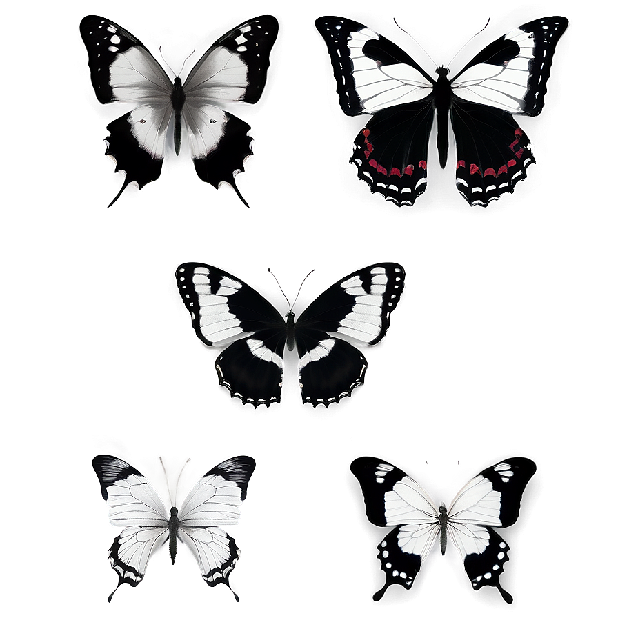 Black And White Butterflies Png Pes49 PNG Image