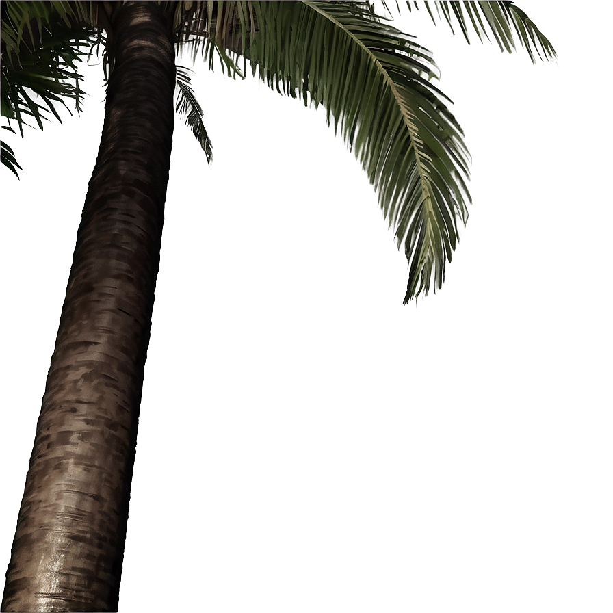 Black And White Coconut Tree Png 06202024 PNG Image