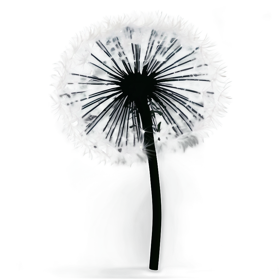 Black And White Dandelion Png Gms PNG Image