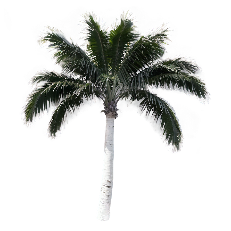 Black And White Palmera Png 06262024 PNG Image