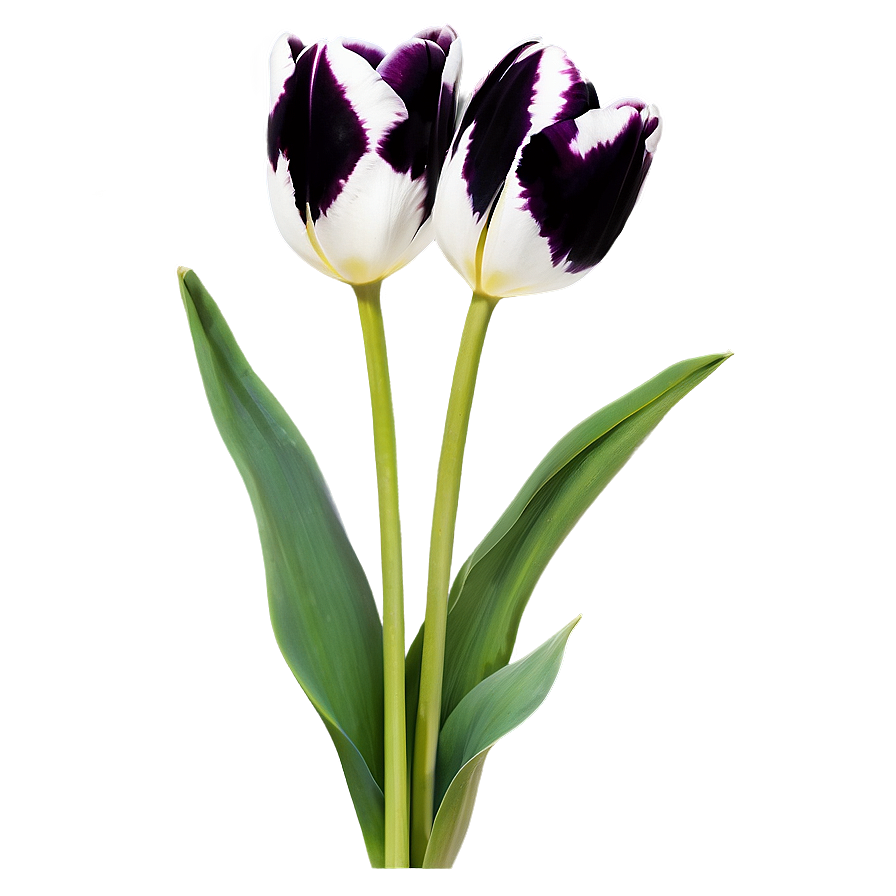 Black And White Tulips Png 05242024 PNG Image