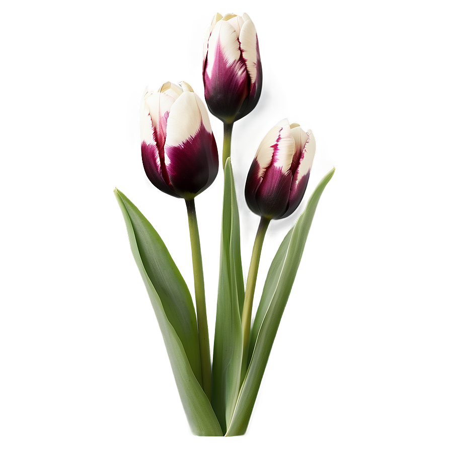 Black And White Tulips Png 99 PNG Image