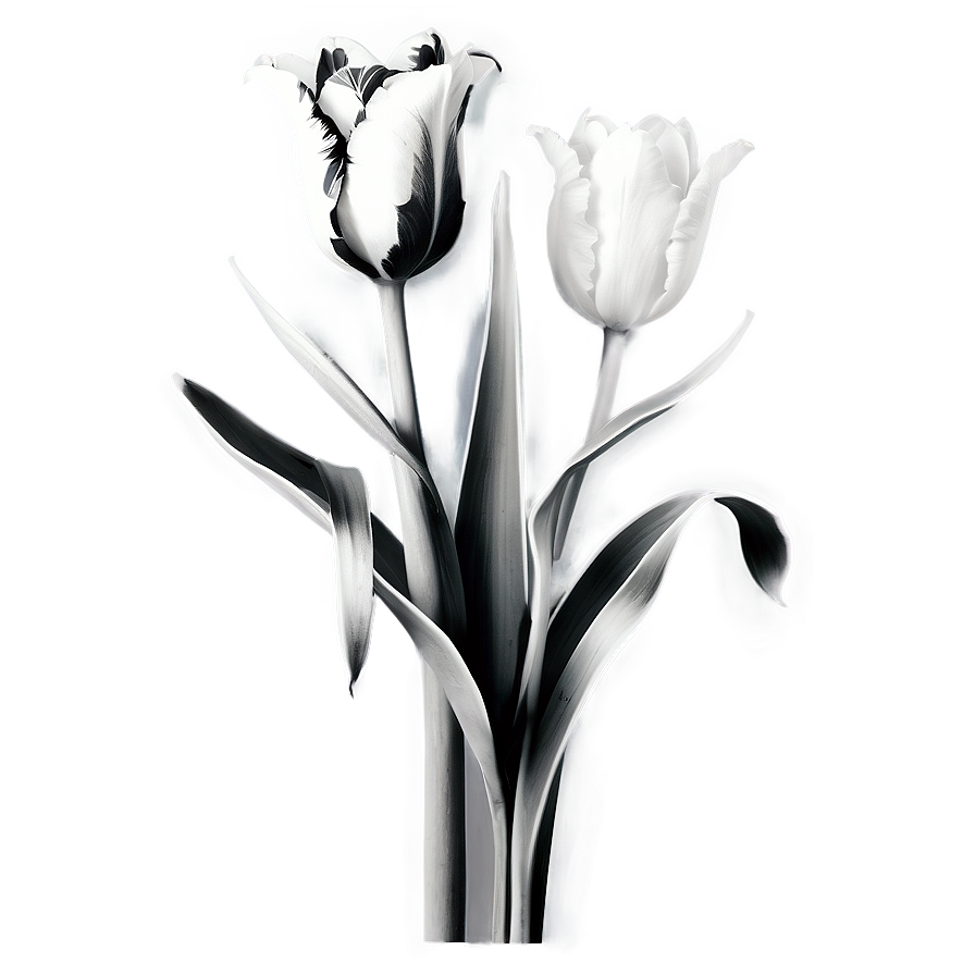 Black And White Tulips Png Kdi75 PNG Image