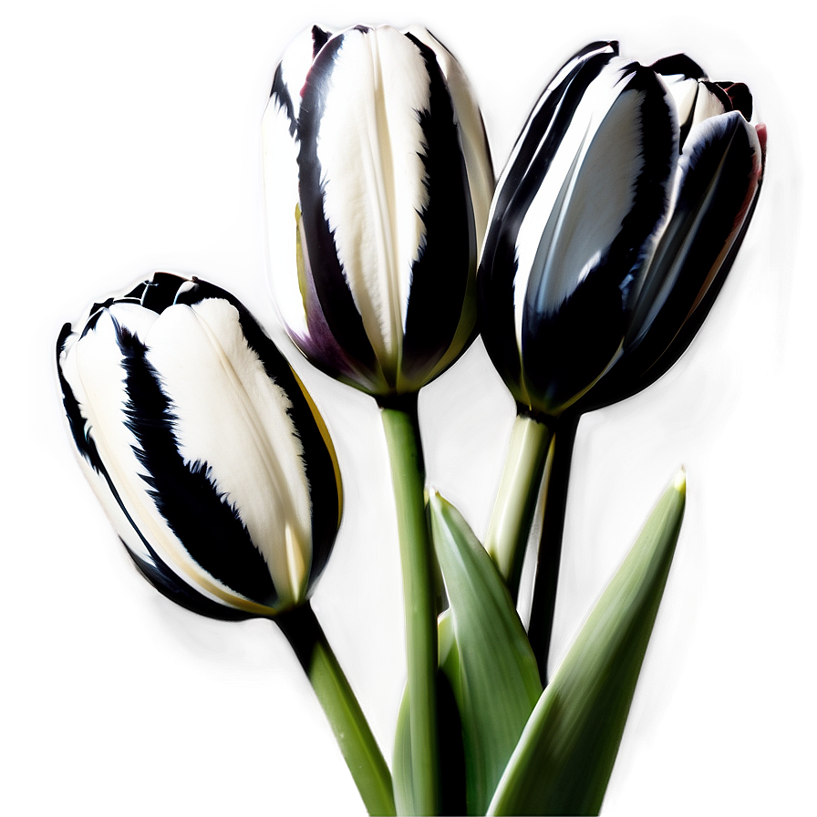 Black And White Tulips Png Muu PNG Image