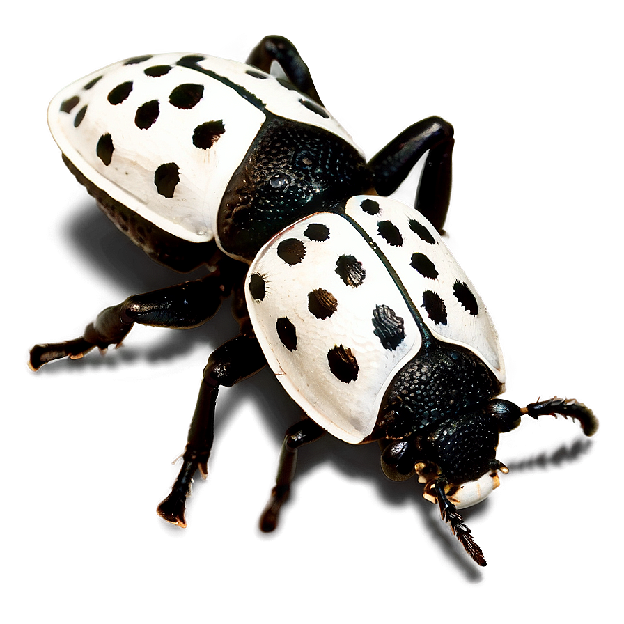 Black And White Weevil Png 22 PNG Image