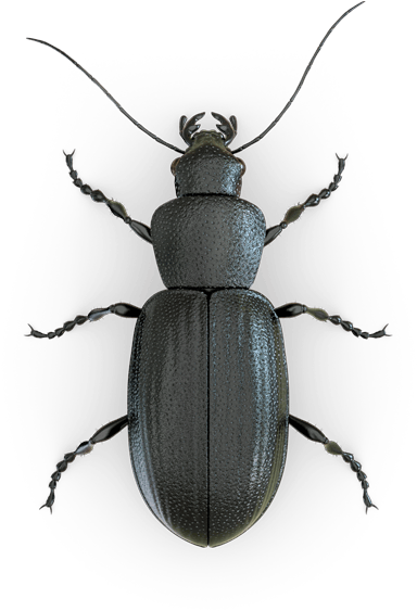 Black Beetle Dark Background PNG Image