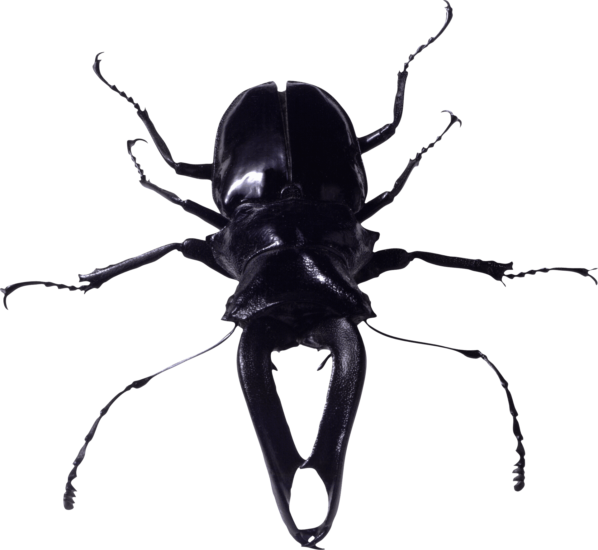 Black Beetle Specimen PNG Image