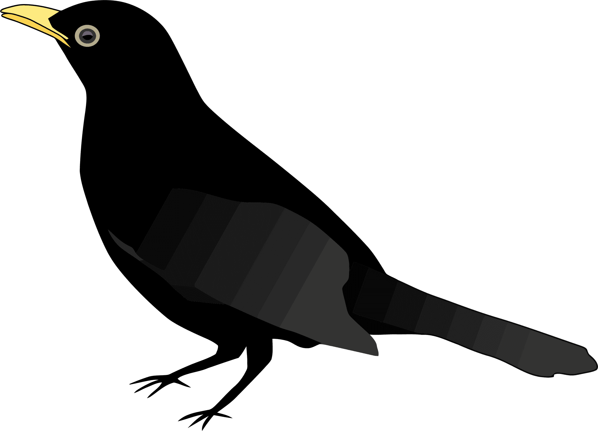 Black Bird Illustration.png PNG Image