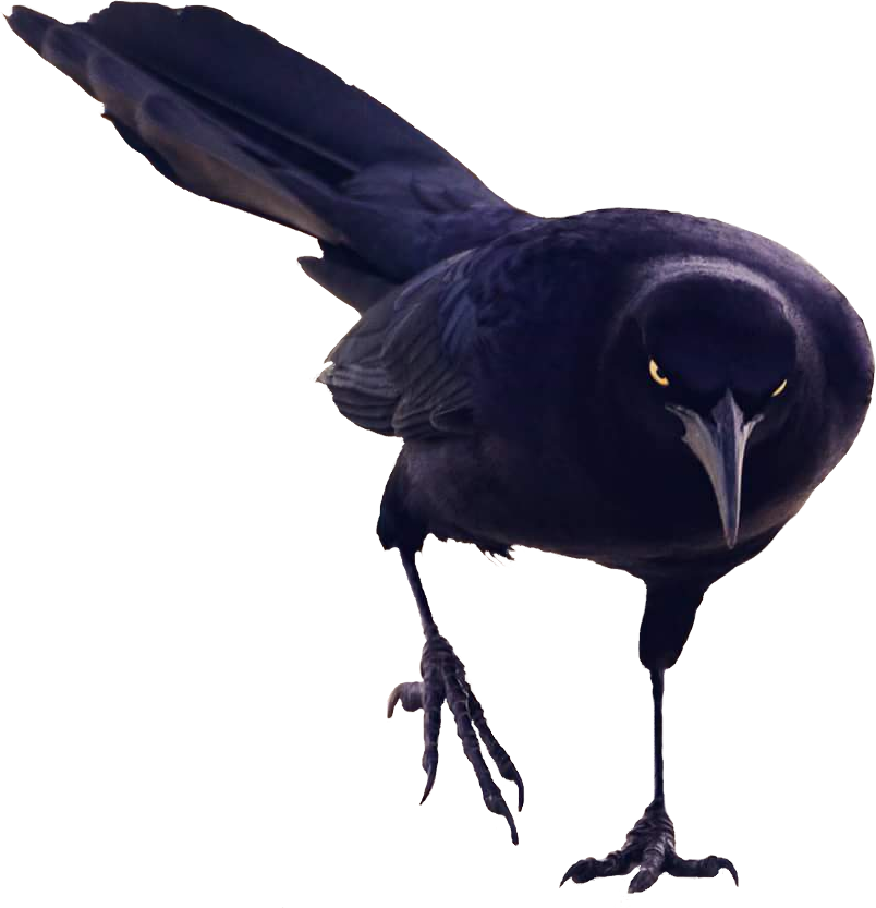 Black Bird Intense Gaze PNG Image