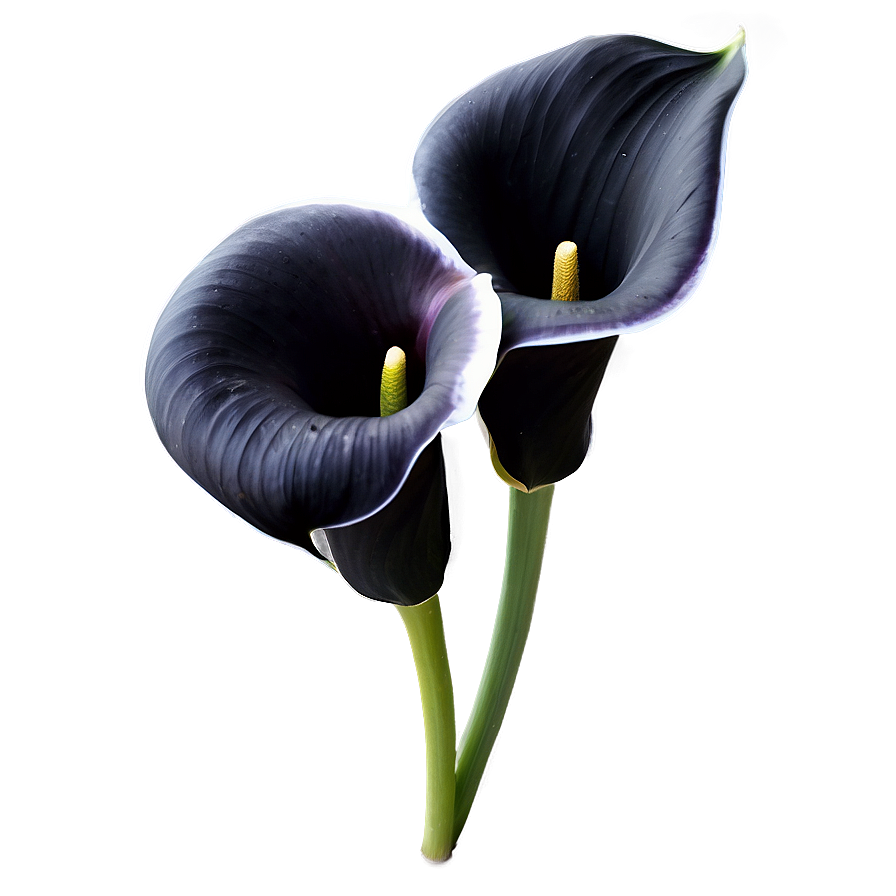 Black Calla Lily Png Eew PNG Image