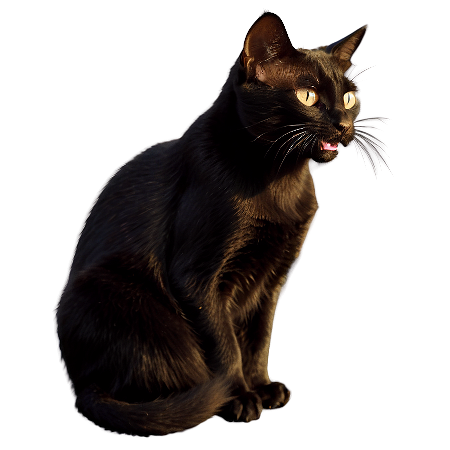 Black Cat Hissing Png Bev PNG Image