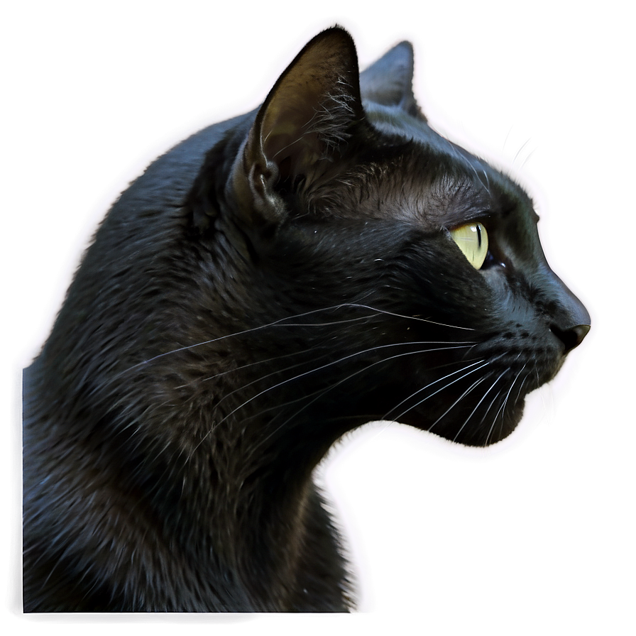 Black Cat Profile Png Esv PNG Image