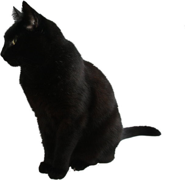 Black Cat Side View PNG Image