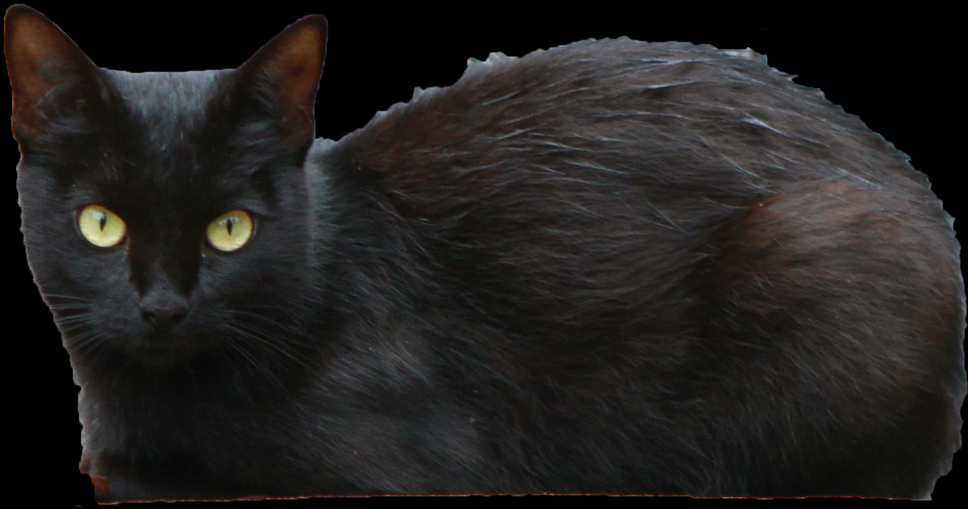 Black Cat Yellow Eyes PNG Image