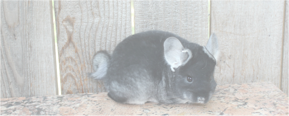 Black Chinchilla Wooden Backdrop PNG Image