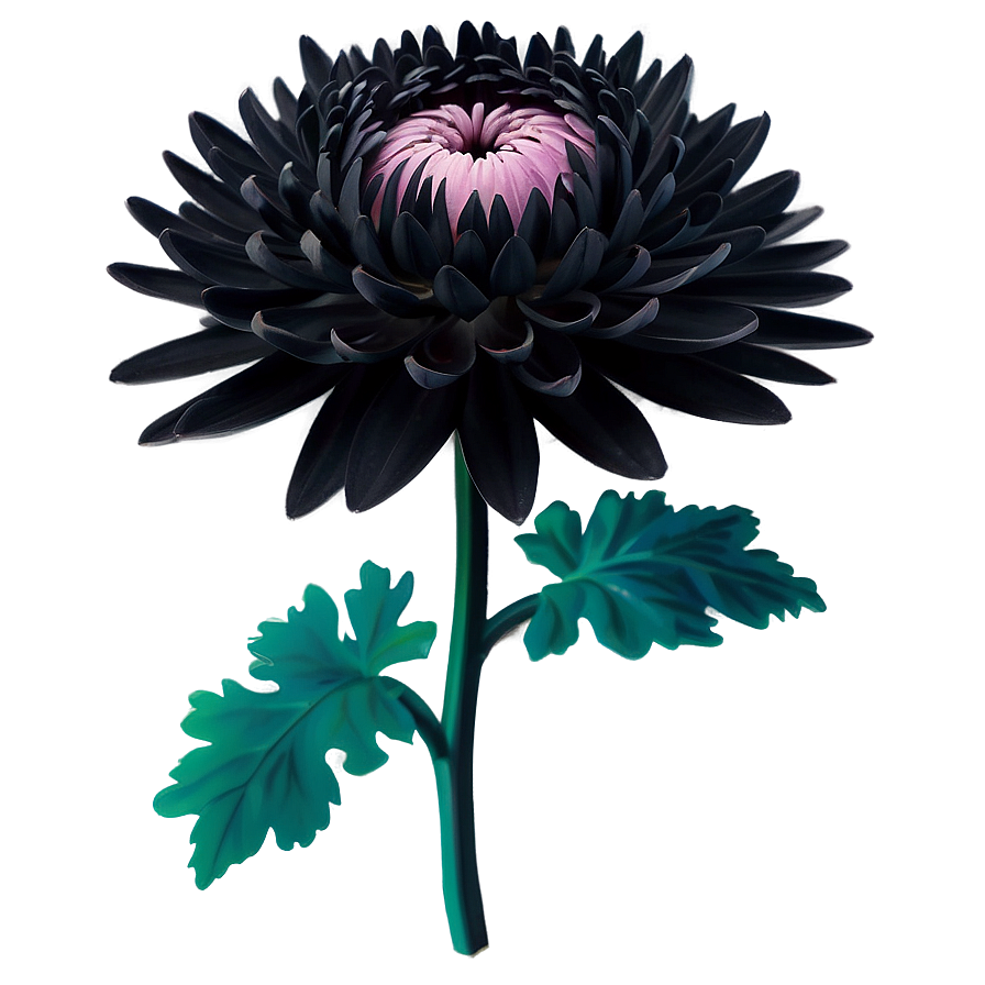 Black Chrysanthemum Mystery Png Edt4 PNG Image