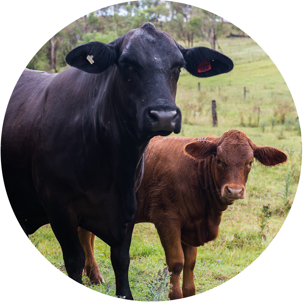 Black Cowand Brown Calfin Field PNG Image