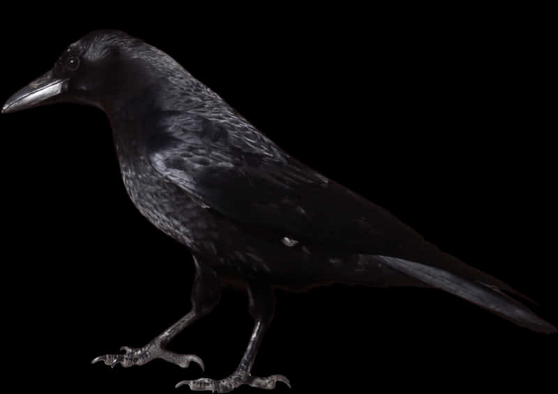 Black Crow Dark Background PNG Image