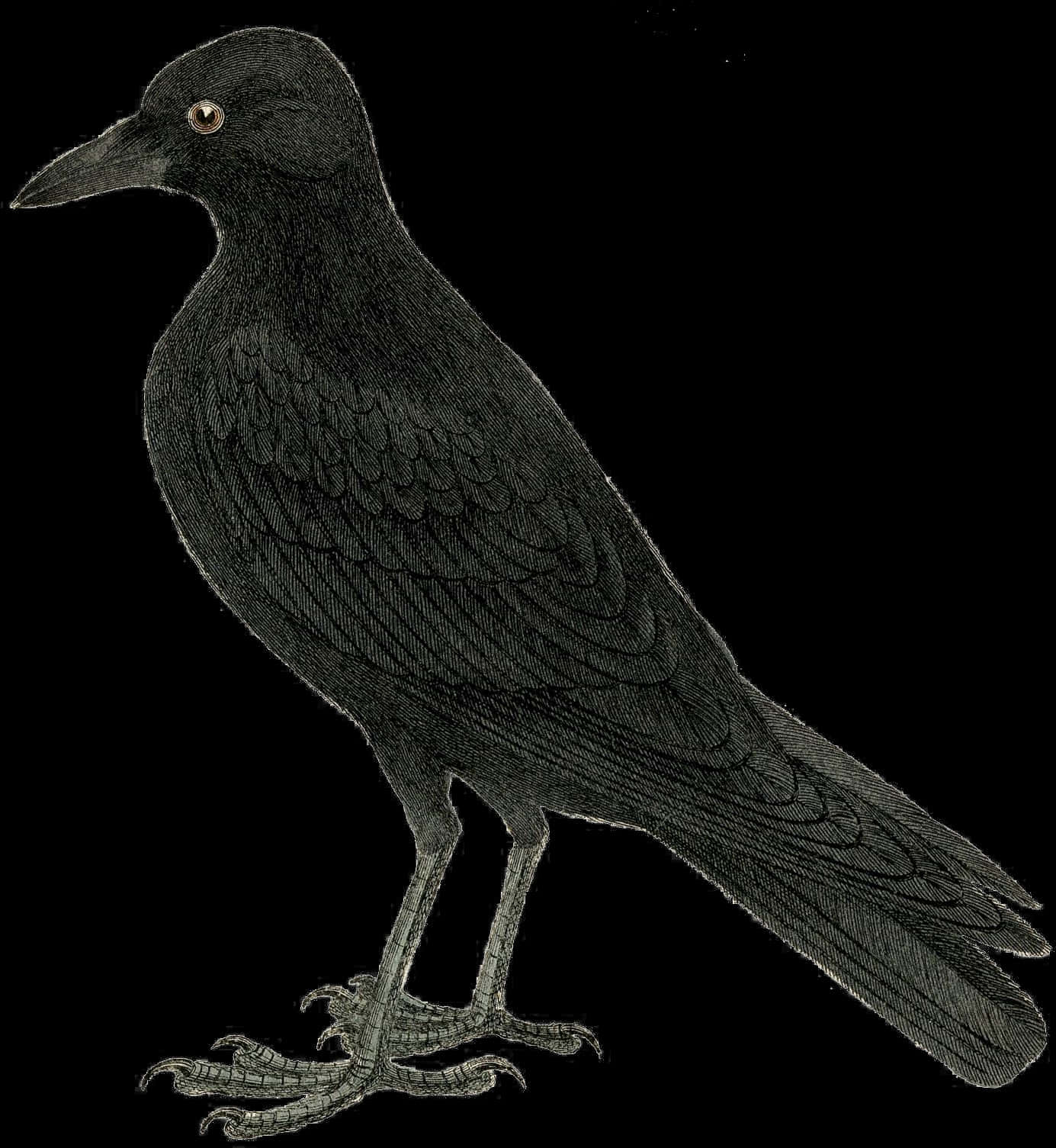 Black Crow Illustration PNG Image