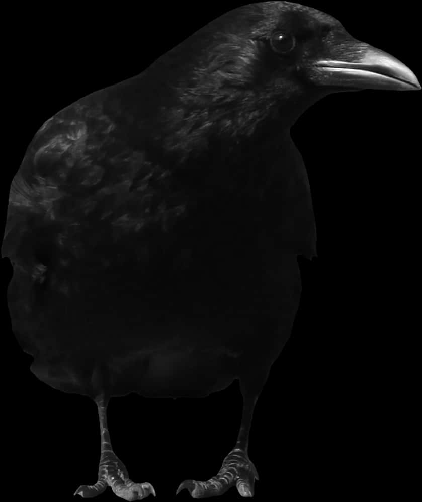 Black Crow Portraiton Dark Background PNG Image