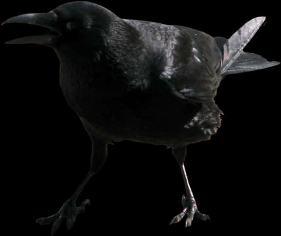 Black Crow Profile View PNG Image