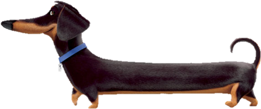 Black Dachshund Blue Collar PNG Image