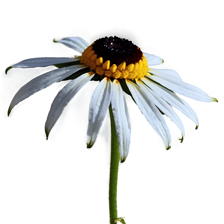 Black Eyed Susan Flower Png Uka PNG Image