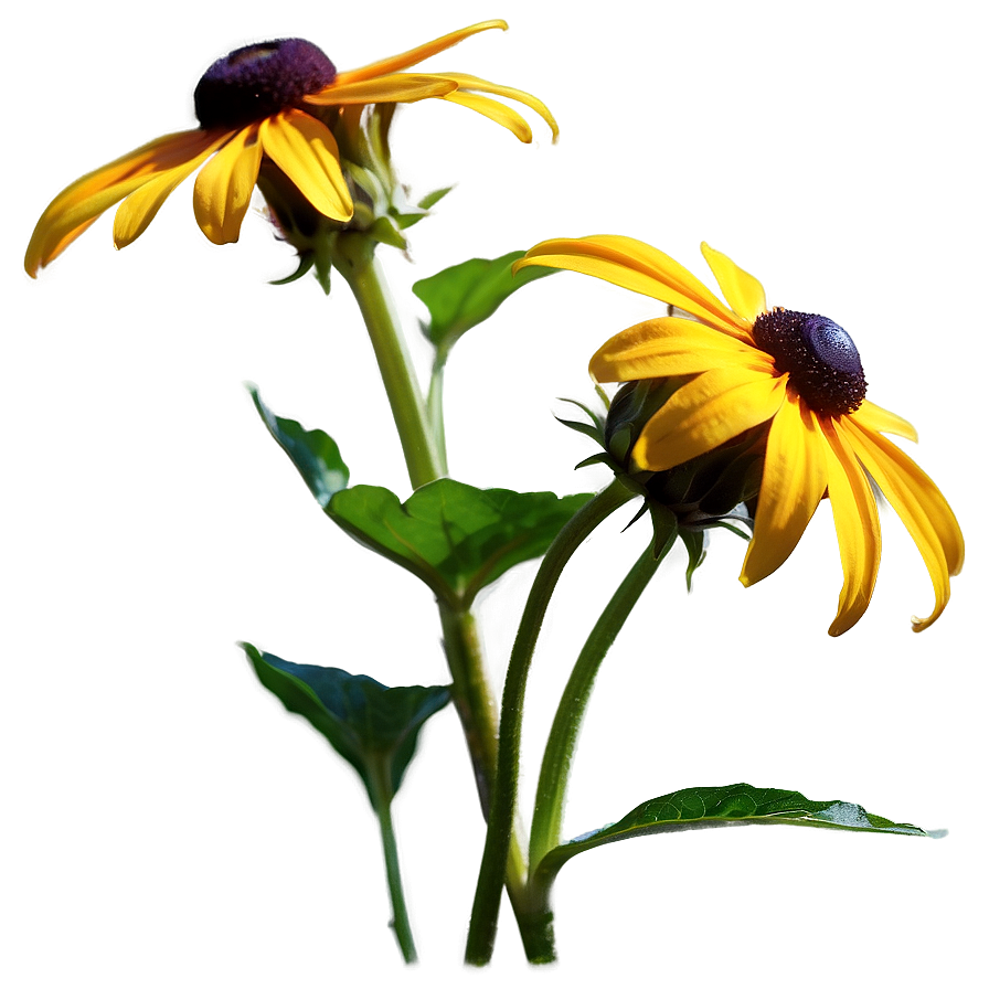 Black Eyed Susan In Sunshine Png 93 PNG Image